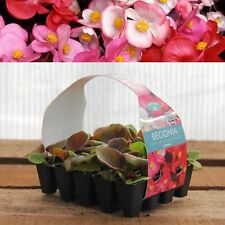 Plug plants begonia for sale  GLASGOW