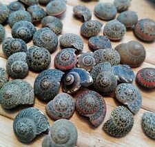 100 dark seashells for sale  PORTHCAWL