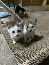 Sponsor rescued kitten for sale  Shipping to United States