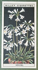 NERINE Flowers Vintage 1920's Illustrated Botanical Card  CD28M for sale  Shipping to South Africa