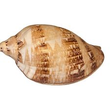 Rare Cymbiola Magnifica Seashell 7.25” 185 MM See Scar On dorsum, used for sale  Shipping to South Africa