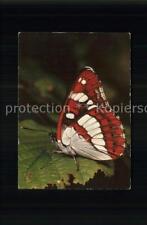 71548769 Butterflies Blue Killer Limenitis Anonymous Lewis Animals for sale  Shipping to South Africa