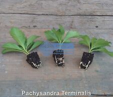 Pachysandra terminalis plants for sale  Sheridan