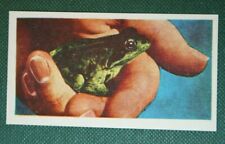 Common frog pet for sale  DERBY