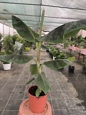Usato, pianta di Banano vaso 20 frutti gialli dolci 70 cm usato  Valenzano