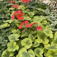 PELARGONIUM ‘CRYSTAL PALACE GEM’! GERÂNIO EXTRAVAGANTE DE FOLHAS!, usado comprar usado  Enviando para Brazil