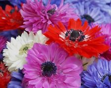 Anemone mixed flower for sale  Chesterfield