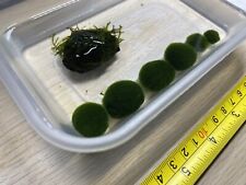 Large small marimo for sale  SUTTON
