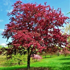 Pink crabapple tree for sale  Corydon