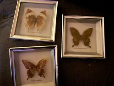 Framed butterflies possibly for sale  EDINBURGH