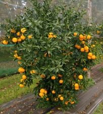 Citrus junos greffé d'occasion  Mont-près-Chambord