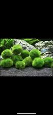 Inch marimo moss for sale  Dubuque