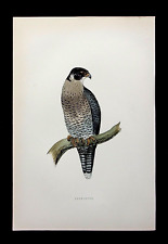 Peregrine falcon original for sale  ILKLEY