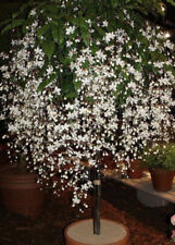 Clerodendrum wallichii bridal for sale  Mobile