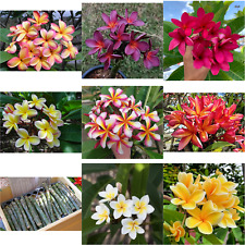 Plumeria tip cuttings for sale  Plant City
