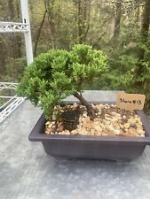 juniper trees for sale  Sylva