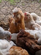 Usado, 48 Huevos para incubar pollo fresco BYM - llenar esa incubadora segunda mano  Embacar hacia Argentina