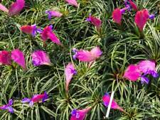 Tillandsia cyanea quality for sale  Shipping to Ireland