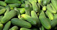 Delikatess einlegegurke salatg gebraucht kaufen  Bayreuth