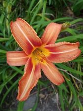 day lilies for sale  Whitesburg