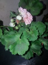 Geranium rosebud astrid for sale  SWINDON