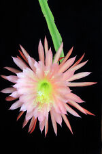 Epiphyllum epicactus hybrid for sale  Shipping to Ireland