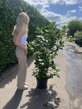 5ft instant hedge for sale  CHICHESTER