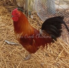 Hens choice hatching for sale  Louisburg