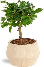 Mini bonsai tree for sale  Denver