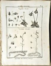 Histoire naturelle botanique usato  Catania