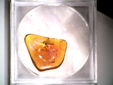 Baltic amber fossil for sale  LYTHAM ST. ANNES
