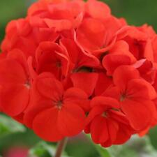 Perfect plants geranium for sale  HAILSHAM