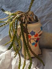 Euphorbia stellata ans d'occasion  Cagnes-sur-Mer
