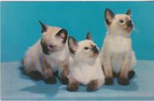 Siamese kittens for sale  Apple Valley