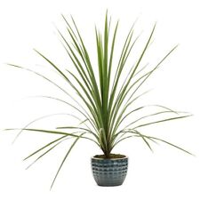 Dracaena spikes. seeds for sale  Coyle