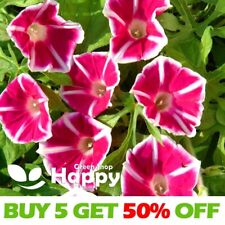 Morning glory ipomoea for sale  Shipping to Ireland