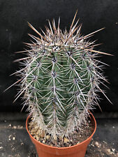 Carnegiea gigantea cactus usato  Massafra