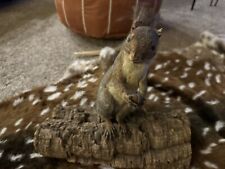 Vintage squirrel taxidermy for sale  Loveland