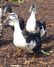 Mixed duck hatching for sale  EVESHAM