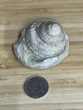 Fossil Specimen, Pleurotomaria Gastropod, Jurassic Lias, Thurlby, Lincoln, 60mm for sale  Shipping to South Africa