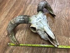 Scottish sheep skull for sale  UK