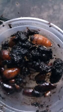 Feeder pycnoscelus roaches for sale  STANLEY