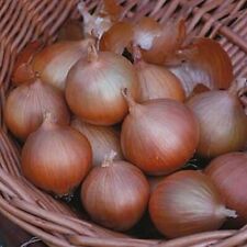 Onion keeper seeds for sale  DONCASTER