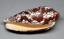 Conchiglie conus aulicus usato  Sassari