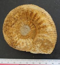 Ammonite fossile bajocien d'occasion  Moyon