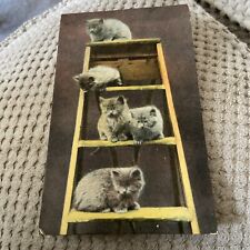 1907 vintage kittens for sale  CLACTON-ON-SEA