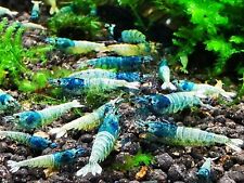 Lovely caridina blue for sale  WORCESTER