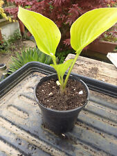 Hosta limetini for sale  ABERAERON