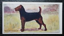 Welsh terrier original for sale  DERBY