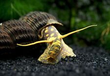Spotted rabbit snail for sale  LONDON